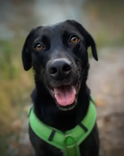 A black dog with brown eyes, wearing a bright green harness, sits on a blurry outdoor path, looking directly at the camera with its mouth slightly open.