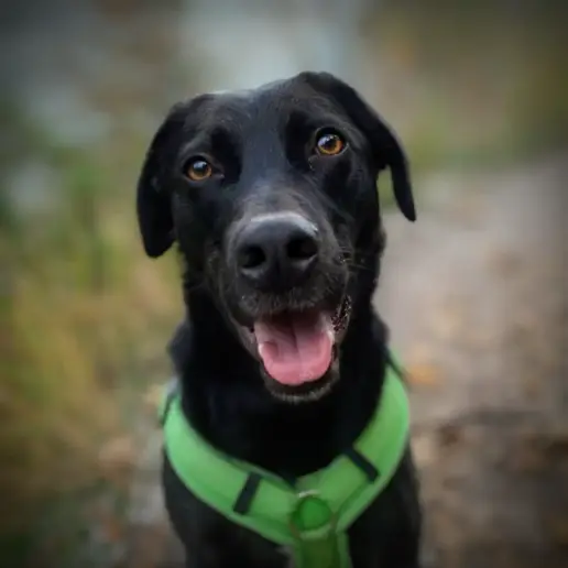 A black dog with brown eyes, wearing a bright green harness, sits on a blurry outdoor path, looking directly at the camera with its mouth slightly open.