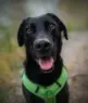 A black dog with brown eyes, wearing a bright green harness, sits on a blurry outdoor path, looking directly at the camera with its mouth slightly open.