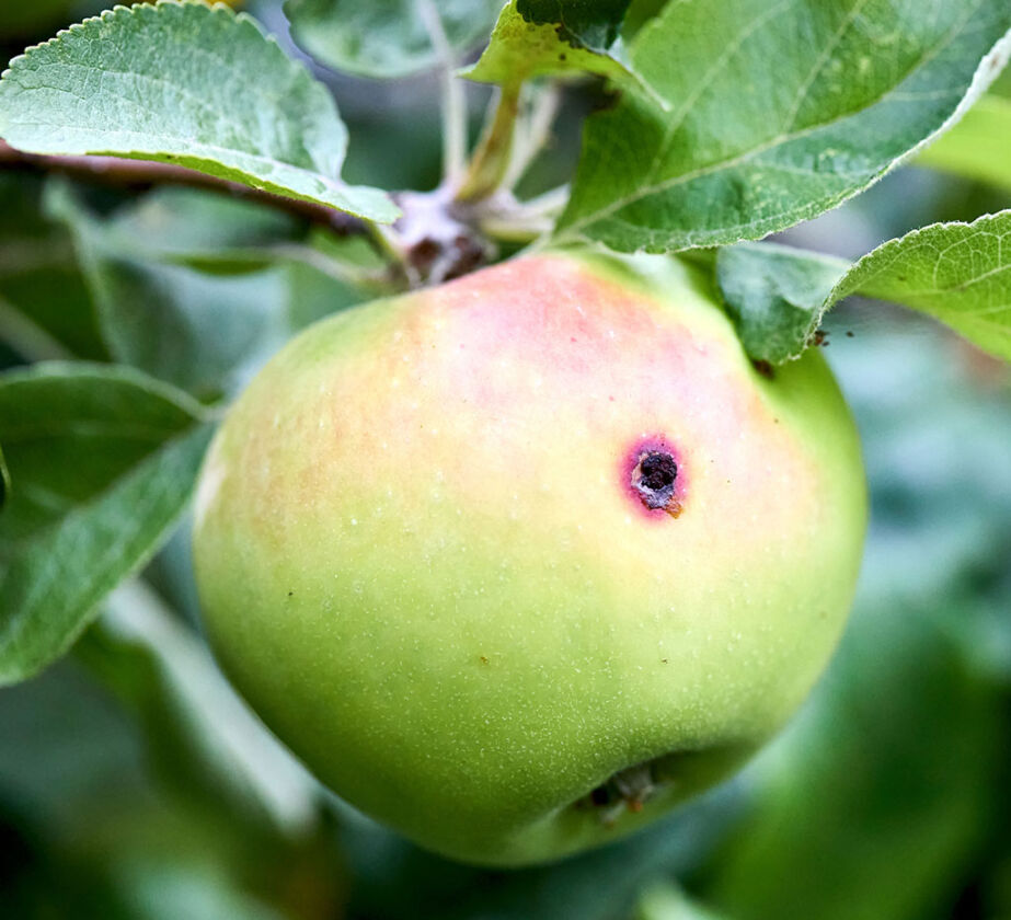 Eine Nahaufnahme eines grünen Apfels mit rötlicher Färbung, der von einem Ast hängt. Der Apfel weist einen kleinen dunklen Fleck auf der Oberfläche auf und ist von grünen Blättern umgeben.