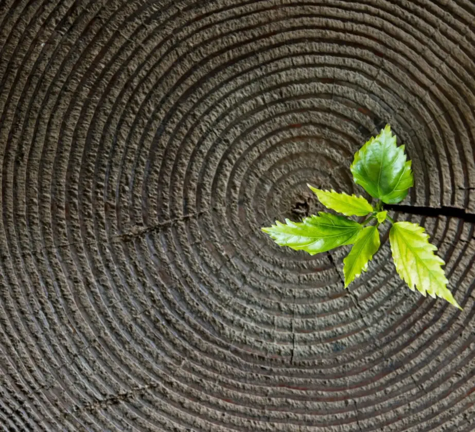 Aus der Mitte eines Baumstumpfes wächst eine kleine grüne Pflanze, die Neugier in der Personalentwicklung symbolisiert, umgeben von kreisförmigen Wachstumsringen auf der Holzoberfläche.