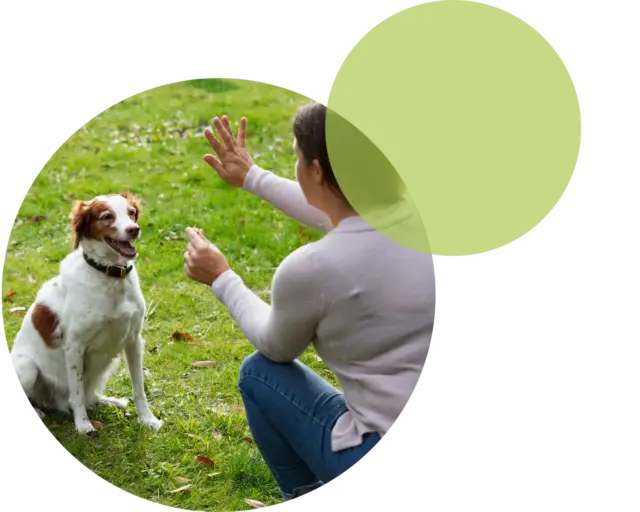 Eine Person kniet auf dem Rasen, hält eine Hand hoch und trainiert einen aufmerksam sitzenden braun-weißen Hund, während sich grüne kreisförmige Grafiken mit dem Foto überlagern – eine fesselnde Szene, die an das „Rhetoriktraining für Fach- und Führungskräfte“ erinnert, bei dem klare Kommunikation und aufmerksames Zuhören im Mittelpunkt stehen.