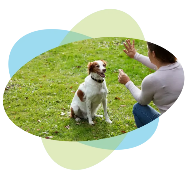 Ein Hund sitzt auf grünem Gras, während eine Person in einem hellen Pullover ein Leckerli in der Hand hält und die Hand hebt – vermutlich, um während des Trainings ein Kommando zu geben –, ganz ähnlich wie bei einem effektiven Rhetoriktraining für Fach- und Führungskräfte, in dem klare Kommunikation und Führungskompetenzen vermittelt werden. Blaue und grüne Formen überlagern den Bildhintergrund.